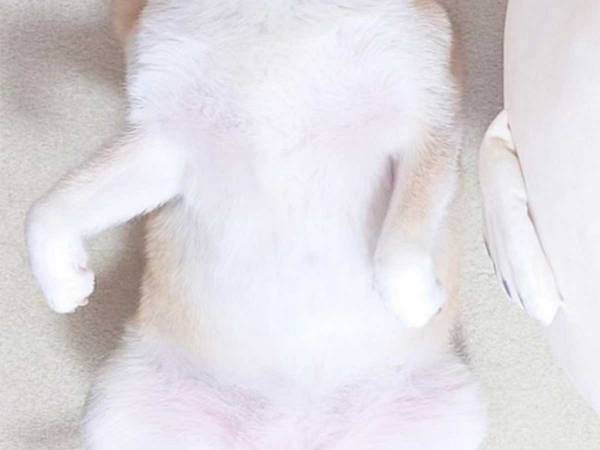 「双子みたいな犬とアザラシ」　飼い主が投稿した１枚に「完全に一致」「かわいすぎる」