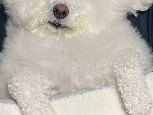 「もはや人じゃん」とツッコミ多数　家に帰りたくない犬の様子をご覧ください