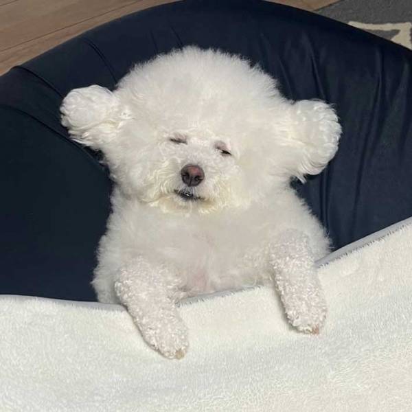 「もはや人じゃん」とツッコミ多数　家に帰りたくない犬の様子をご覧ください