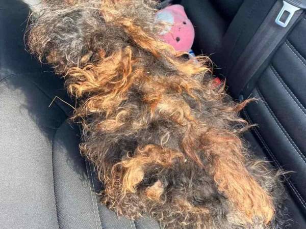 「こんなにかわいかったなんて！」　路上で見つかった『毛の塊』の正体にびっくり