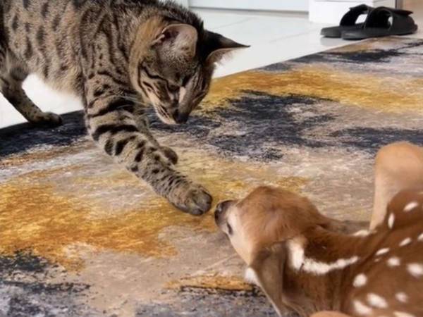 ケガをした子ジカを保護した男性　すると愛猫が近付いてきて…？「とても優しい猫」