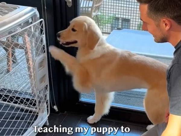 飼い主「ミスを犯した」　愛犬に『ドア付きの囲い』に入る方法を教えたら…？　「笑った」