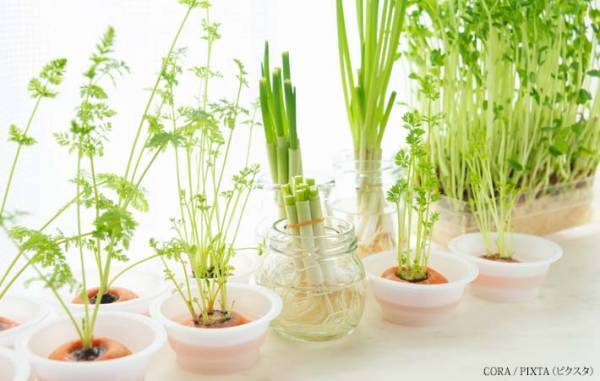 簡単にできて楽しい『リボべジ』　普段は捨ててしまう野菜の根やヘタが見事に蘇る！