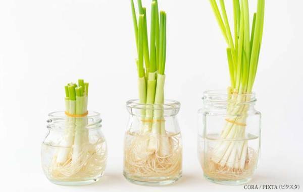 簡単にできて楽しい『リボべジ』　普段は捨ててしまう野菜の根やヘタが見事に蘇る！