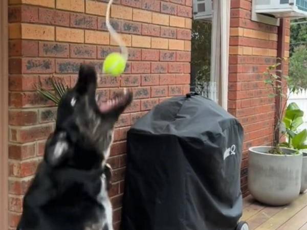 誕生日に『あるもの』をもらった犬　大喜びする姿に「愛おしい」「世界一幸せな犬」