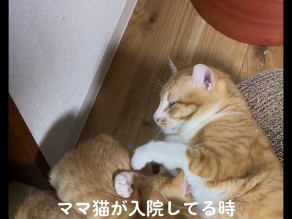 母猫が入院すると、残された子猫が？　父猫の様子に「えっ」「まんざらでもなさそうですね」