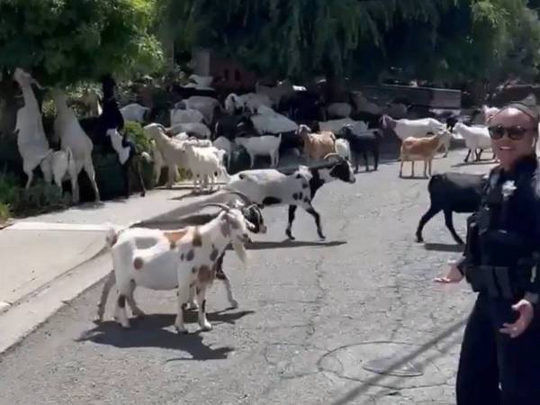 んめぇぇぇぇ！　住宅地を占拠したヤギたちに警察官もお手上げ「声出して笑った」