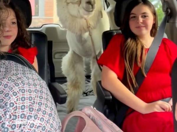 ドライブスルーを利用した女性　車内にいる『ペット』に店員が困惑「かわいすぎる！」