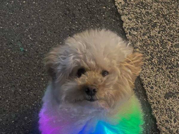 夜道を散歩する犬の姿に「パレードやん」　１１万人が目を奪われた姿とは？