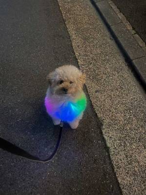 夜道を散歩する犬の姿に「パレードやん」　１１万人が目を奪われた姿とは？