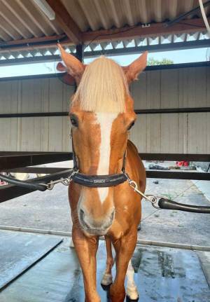 髪の毛を切りすぎたサラブレッドに「ごめん笑った」「変な声出た」