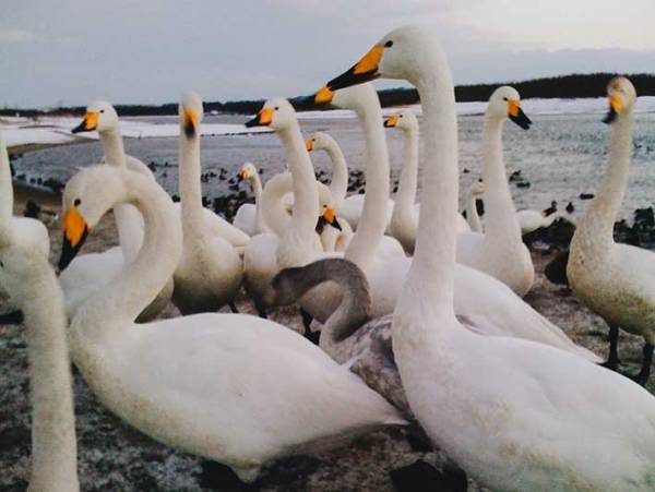 初代iPhoneの写真が「レトロ感すごい」と話題　まるで『写ルンです』で撮ったみたい