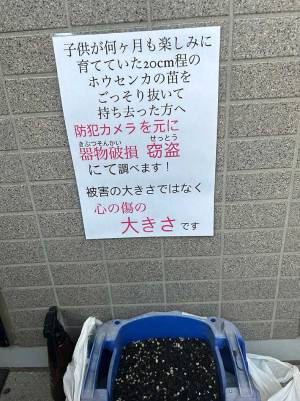 ホウセンカを育てる子供に悲劇　ある朝水をやりに行くと？　「コレは酷い」「本当にかわいそう」