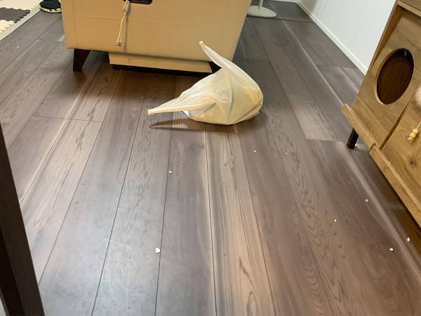 『猫』に話しかけた飼い主　一切反応がなかった理由が？　「二度見しました」「やだ～！」