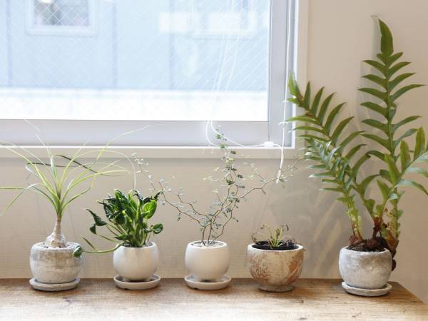 観葉植物を日光から守るには？　葉焼け防止テクに「確かにいい」「悩んでた」