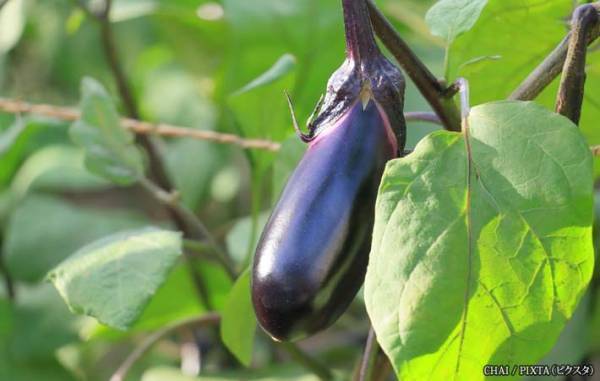 栄養面でも優れている『夏茄子』の季節　茄子は秋になると一層おいしくなる