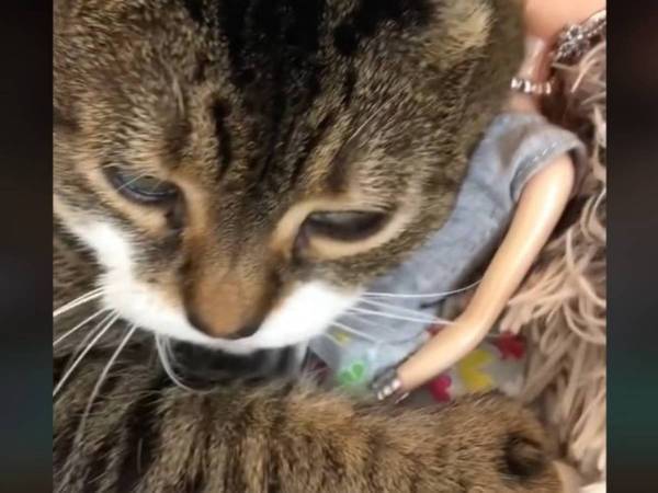 『あるもの』を抱きしめる猫　その姿にメロメロになる人が続出「かわいすぎる！」