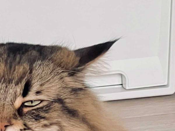 健康診断を終えた猫　貫禄たっぷりの表情に「笑った！」「大物感がすごい」