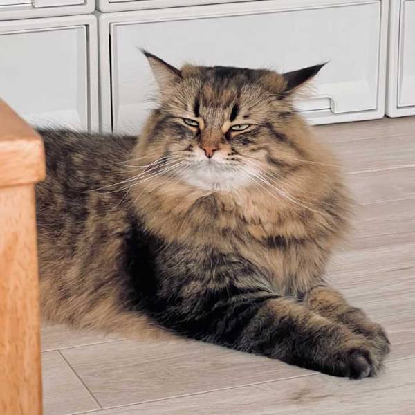 健康診断を終えた猫　貫禄たっぷりの表情に「笑った！」「大物感がすごい」