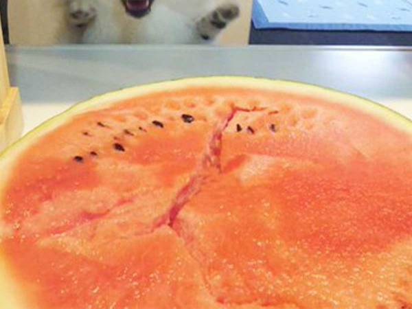 「スイカを見つけてテンションが上がってます」　飼い主の投稿に「かわいすぎ」「爆上がりだ！」