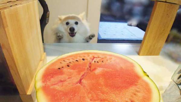 「スイカを見つけてテンションが上がってます」　飼い主の投稿に「かわいすぎ」「爆上がりだ！」