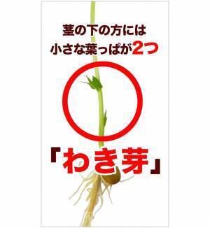 「そこで切ったらダメ！」　豆苗の『切る位置』に「知らなかった」「夏休みの自由研究によさそう」