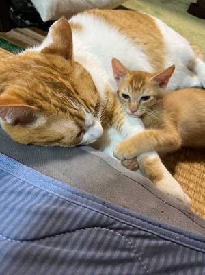 「頼れるお兄ちゃん」「私も頼らせて！」　雷雨を怖がる弟ネコがとった行動とは