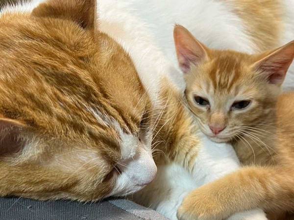 「頼れるお兄ちゃん」「私も頼らせて！」　雷雨を怖がる弟ネコがとった行動とは