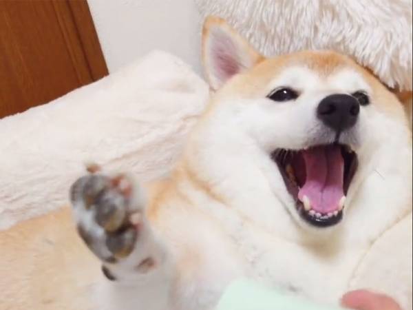 飼い主にブラッシングされる柴犬に「な、なんじゃこりゃー！」「かわいすぎて涙が出た」の声