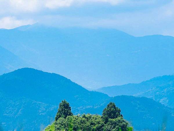 青々と広がる、草原の向こうに…！？　ひょっこり見えてる木々が『あのジブリキャラ』だと話題に