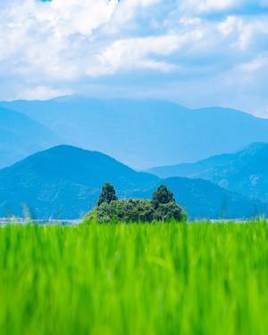 青々と広がる、草原の向こうに…！？　ひょっこり見えてる木々が『あのジブリキャラ』だと話題に