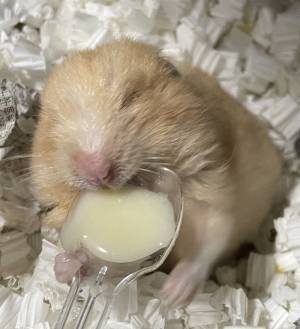 目が開かなくなったハムスター　目薬をさした結果に「二度見した」「ごめん笑った」