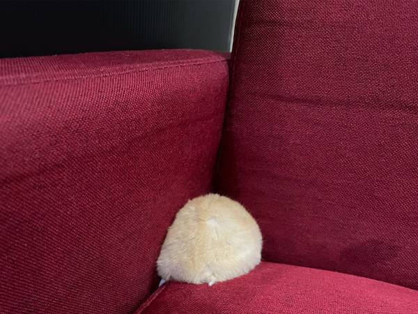 目が開かなくなったハムスター　目薬をさした結果に「二度見した」「ごめん笑った」