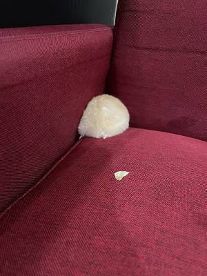 目が開かなくなったハムスター　目薬をさした結果に「二度見した」「ごめん笑った」