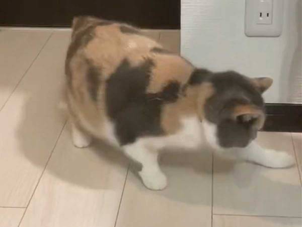 「じわじわくる」「嘘だろ？」　何度も再生したくなる、猫の捕獲シーンがこちら