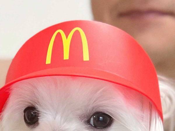 マクドナルドのハッピーセットを、ワンちゃんにつけてみたら…「お似合い！かわいい！」