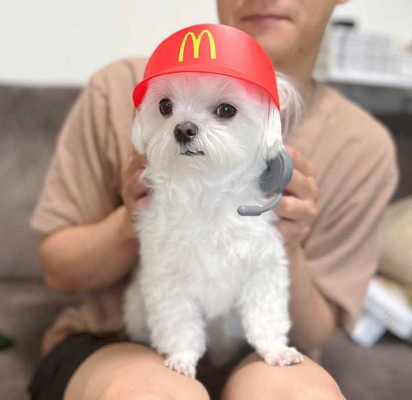 マクドナルドのハッピーセットを、ワンちゃんにつけてみたら…「お似合い！かわいい！」