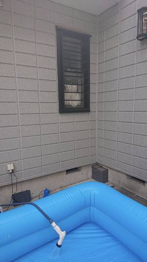 猛暑の中、ビニールプールを準備　視線の正体に「表情に吹いた」「悲壮感がすごい」