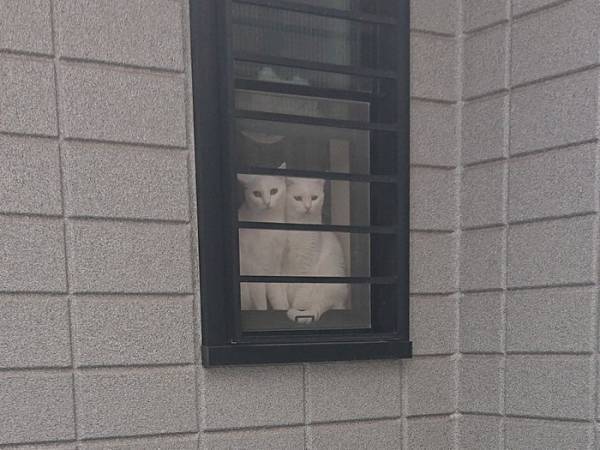 猛暑の中、ビニールプールを準備　視線の正体に「表情に吹いた」「悲壮感がすごい」