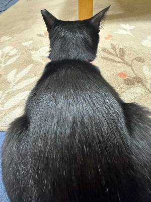 ツヤツヤの黒髪…と思いきや？　その正体に「うらやましい」「お見事」