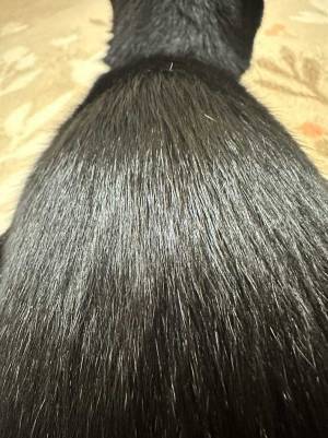 ツヤツヤの黒髪…と思いきや？　その正体に「うらやましい」「お見事」