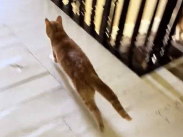 「種を超えた友情っていいよね」　毎朝、猫が挨拶しにいく『友達』に心温まる