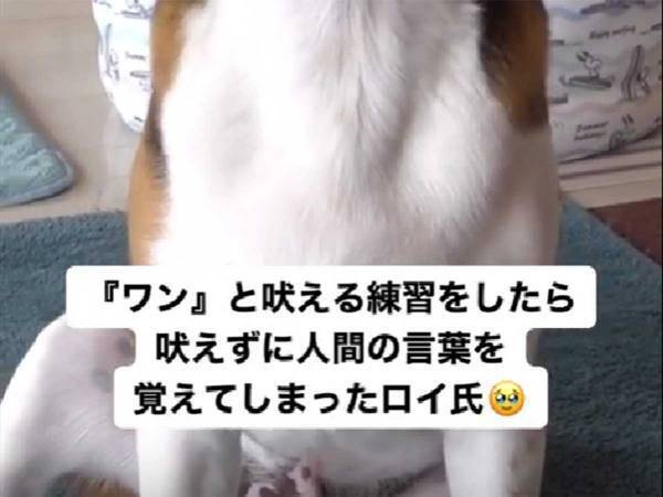 思ってたのと違う！？　ビーグル犬に「ワン！」と鳴く芸を覚えさせようと思ったら…