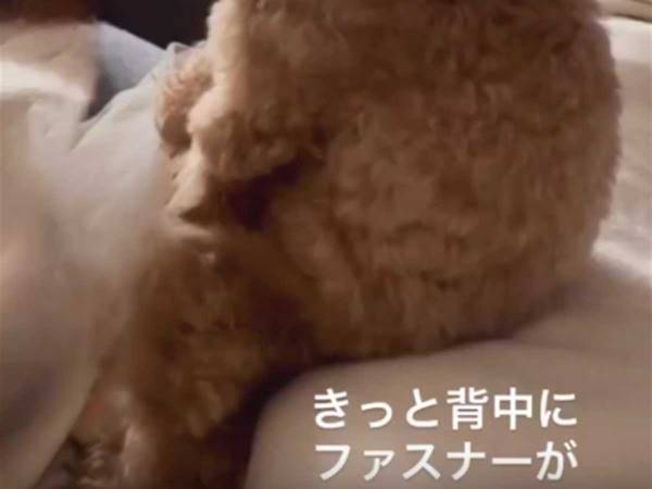 「もう人にしか見えない」「背中を確認したい」　トイプードルの『座り方』に驚きの声