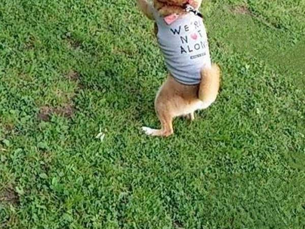 柴犬の後ろ姿を撮影したら？　「見事なバンザイ」「かわいすぎる」