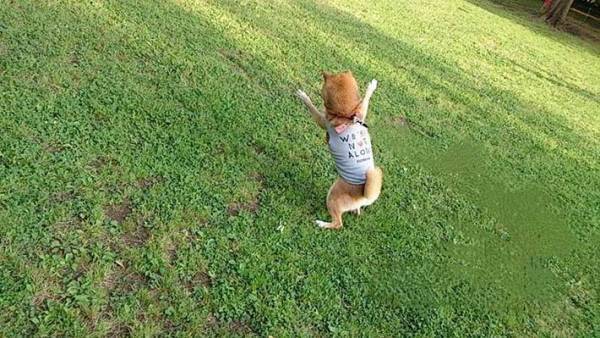 柴犬の後ろ姿を撮影したら？　「見事なバンザイ」「かわいすぎる」