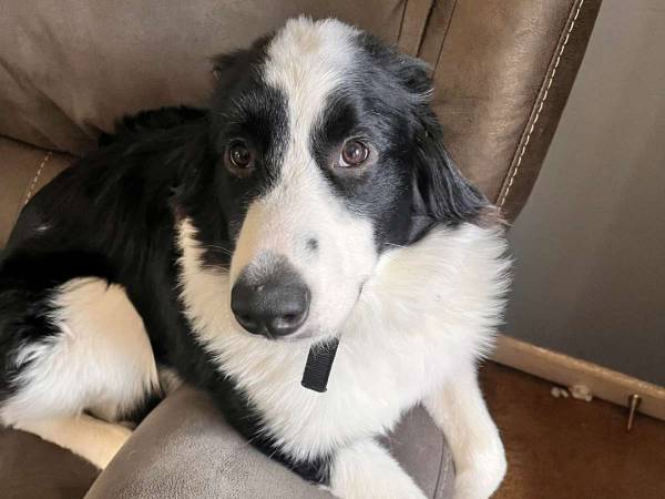 部屋の中にいるはずの子犬が、なぜか外に？　理由が一目で分かる写真がこちら