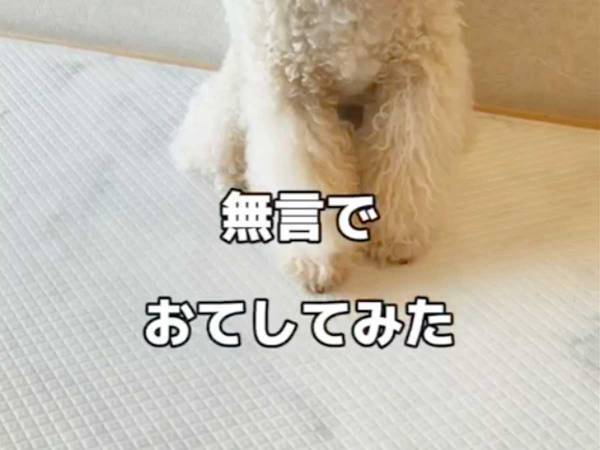 「何か仕留めた？」　トイプードルが繰り出す、見たこともない『お手』がこちら