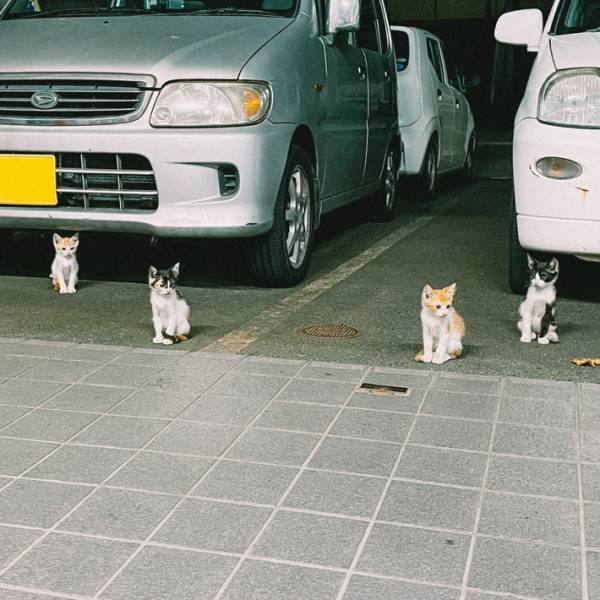 「『追っかけ』になる」「雑誌で特集組まれてそう」　偶然見つけた猫の様子が「バンドっぽい」と話題に