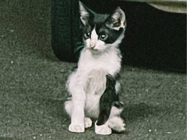 「『追っかけ』になる」「雑誌で特集組まれてそう」　偶然見つけた猫の様子が「バンドっぽい」と話題に